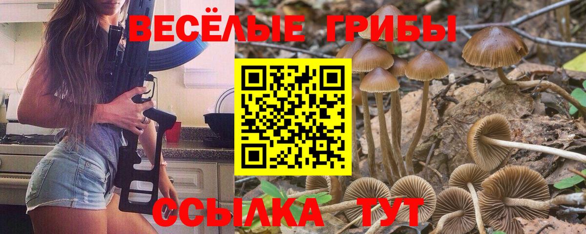 Галлюциногенные грибы Cubensis  Вход с VPN  Балтийск 